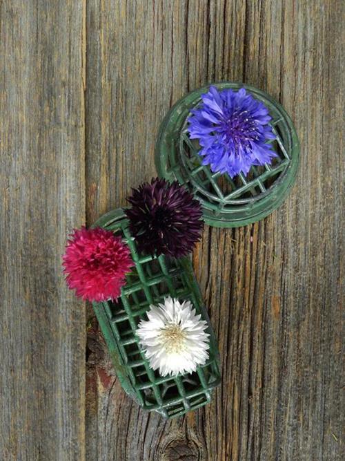 CORNFLOWER ASSORTED- MINIMUM 3 COLORS- NOVELTY